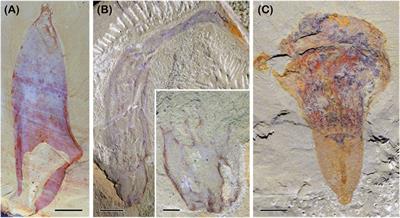 The early animal radiation: insights from interpreting the Cambrian problematic fossils